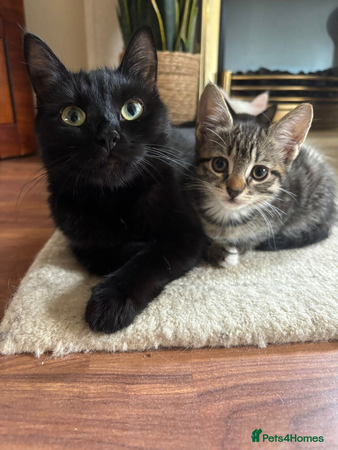 British Shorthair cats for sale: Beautiful kittens for sale  - Image 2