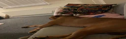 Mixed Breed dogs for sale: Rocky (mastiff x staff)  - Advert 13