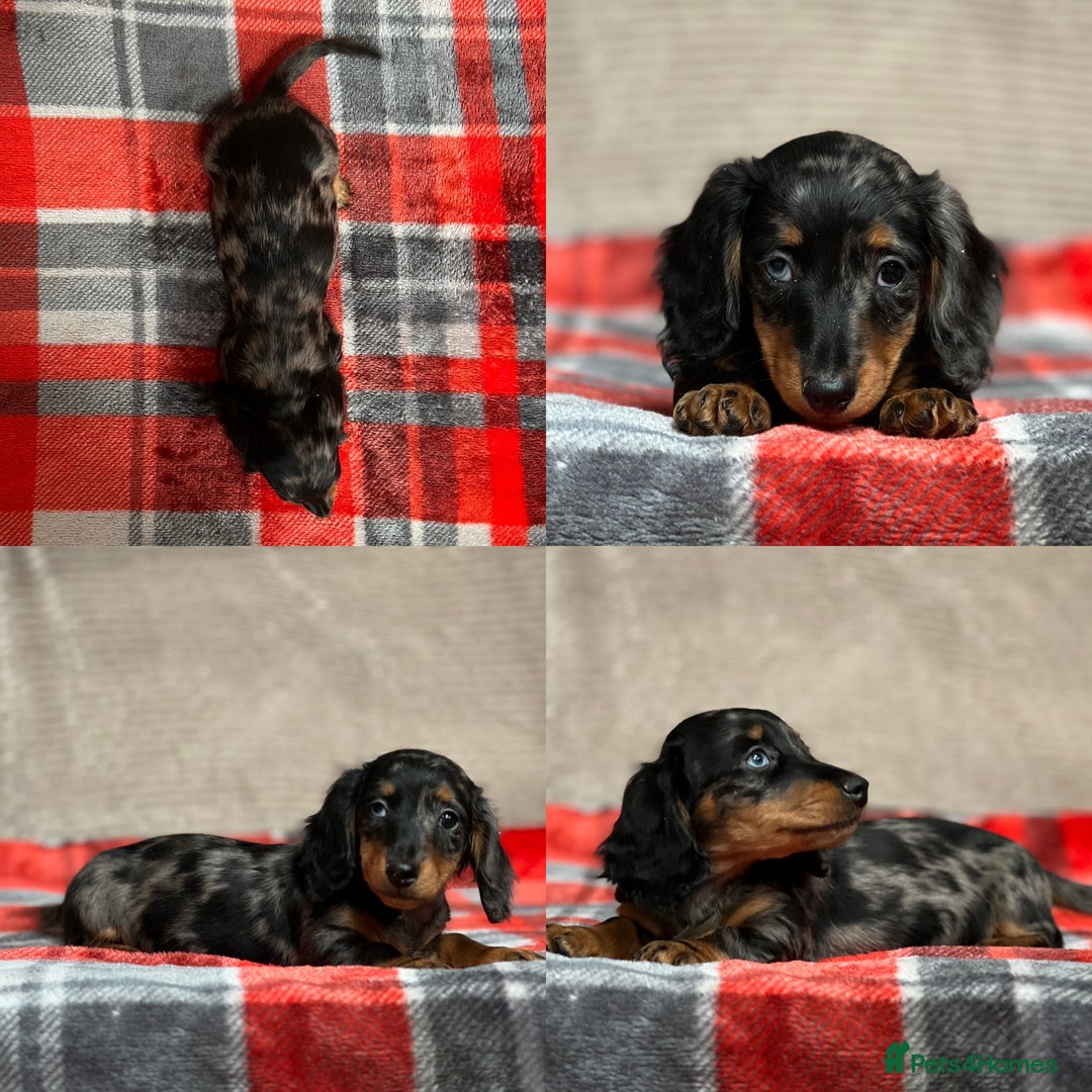 Miniature Dachshund dogs for sale: STUNNING CHOCOLATE LONG HAIRED BOYS - Image 17
