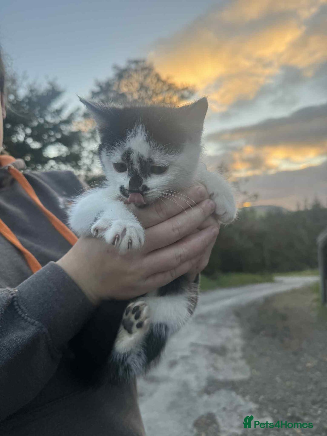 Mixed Breed cats for sale: Kittens for Free - Advert 4