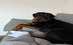 Rottweiler dogs for sale: 3 year old rottie - Image 2