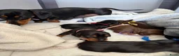 Miniature Dachshund dogs for sale: 6x miniature dachshund puppies - Advert 7