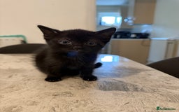 Mixed Breed cats for sale: lovely kittens read to go, just 3 left - Image 3