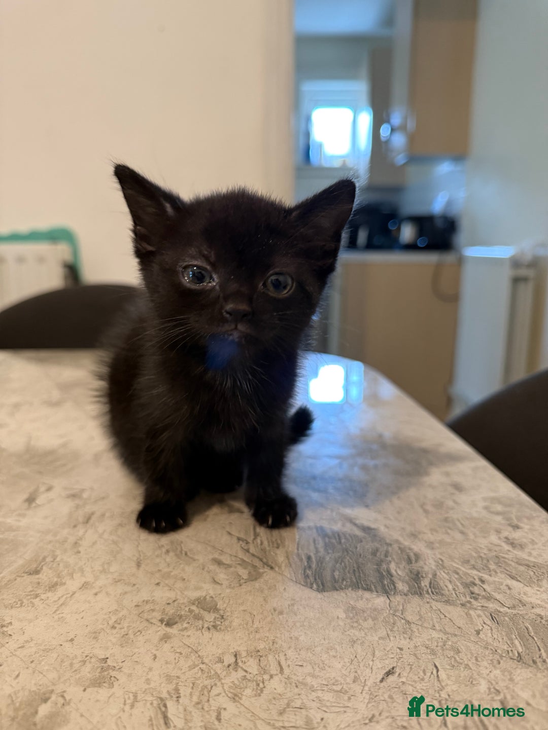 Mixed Breed cats for sale: lovely kittens read to go, just 3 left - Image 3