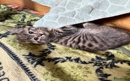 Ragdoll cats for sale: 3 x Female Kittens Ready Now  - Image 7