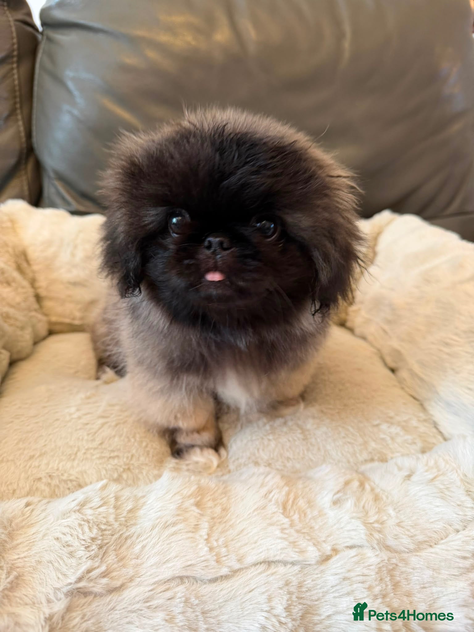 Pekingese dogs BEAUTIFUL PEKINGESE GIRL PUPPY  - Advert 1