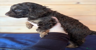 Miniature Poodle dogs - Advert 10