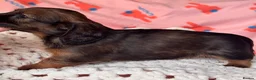 Dachshund dogs for sale: Long & Short haired Sable crea Dachshund puppies  - Advert 22