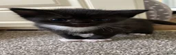 Mixed Breed cats for sale: 1 boy and 1 girl kitten for sale - Advert 11
