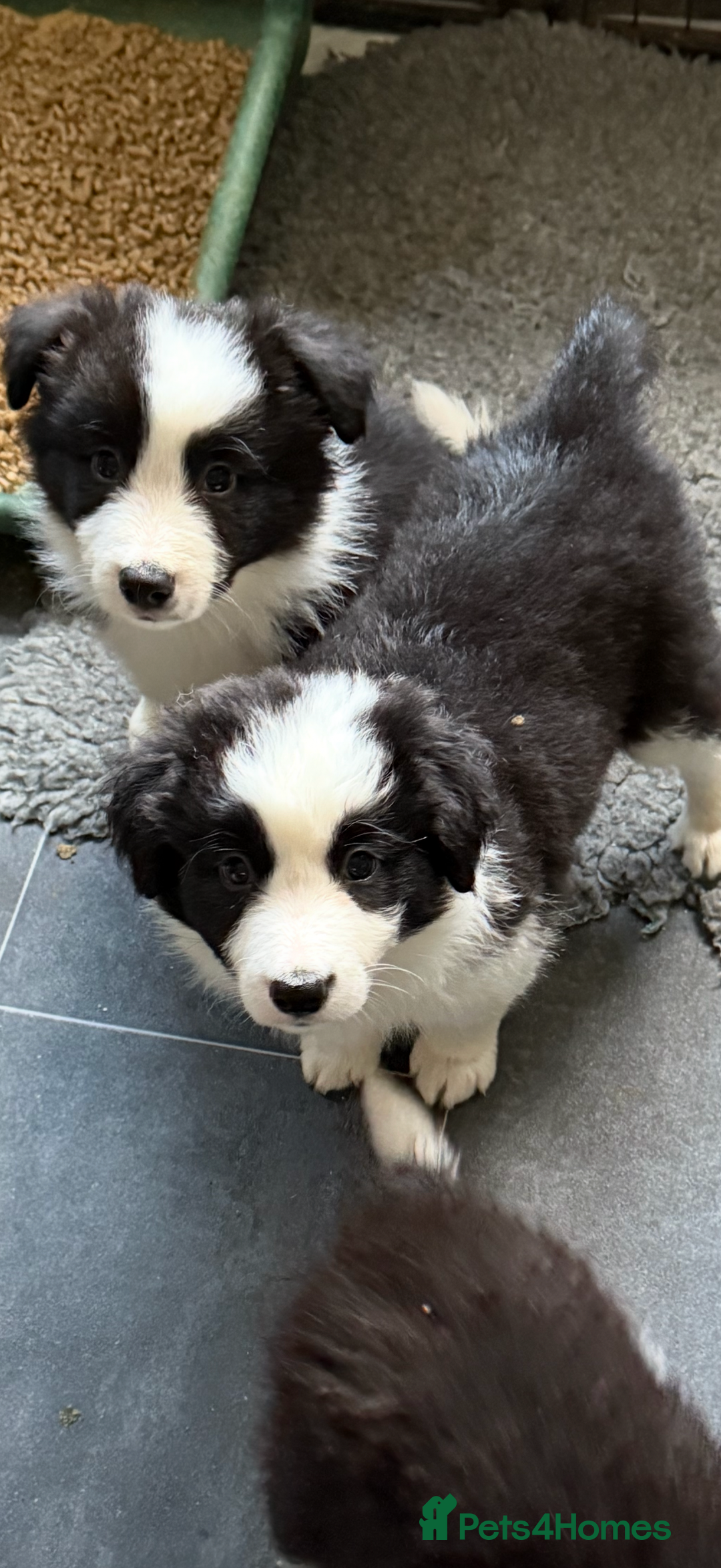 Border Collie dogs for sale: Beautiful border collie puppies  - Image 3