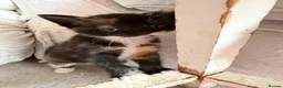 Mixed Breed cats for sale: Calico Beautiful-Mum Siamese Dad Ragdoll Bengal  - Advert 19