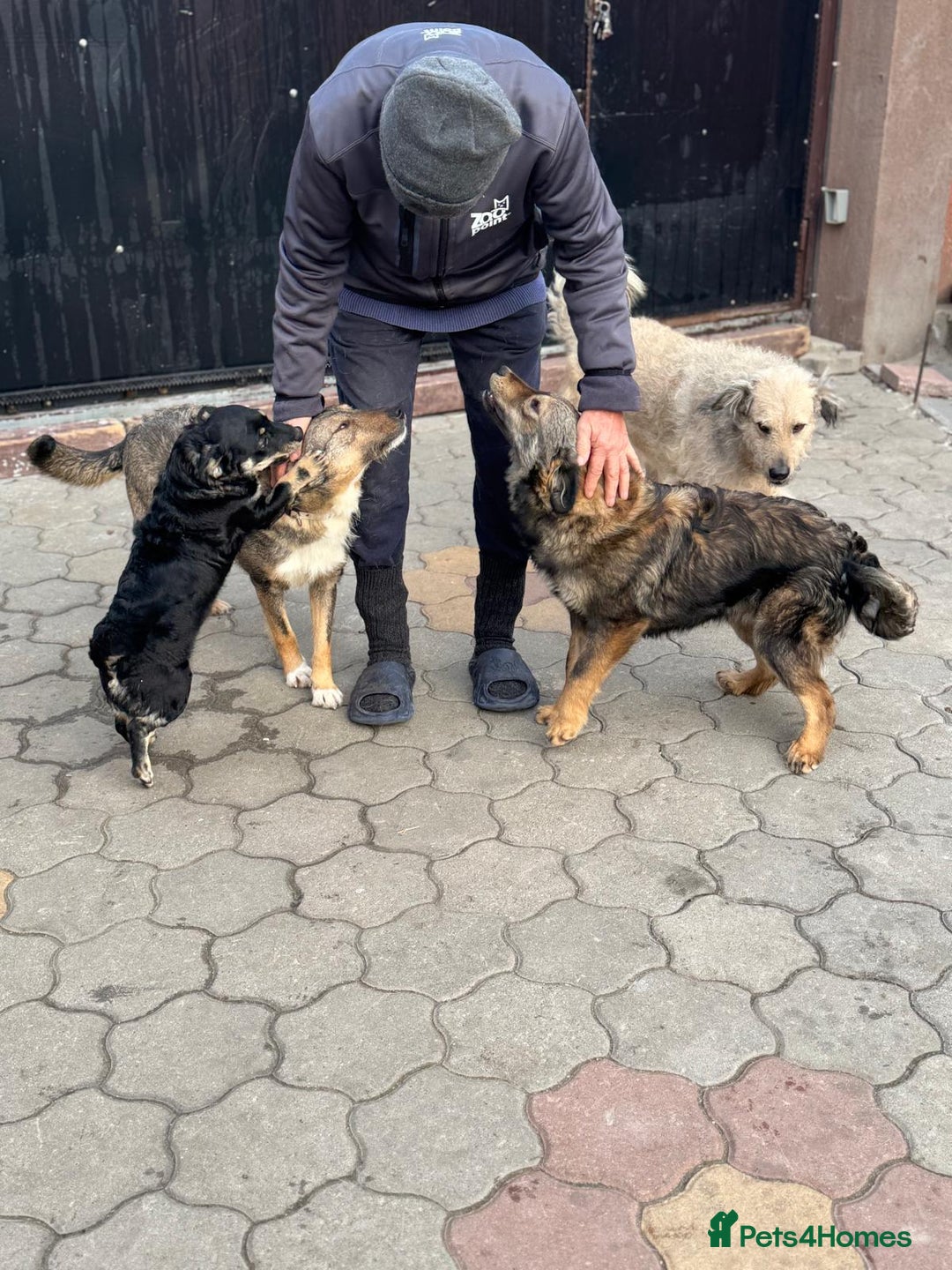 Mixed Breed dogs for adoption: OBI - a Lovely little young boy for a Loving Home - Advert 19