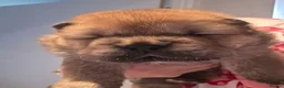 Chow Chow dogs for sale: Chow chow pups - Advert 3