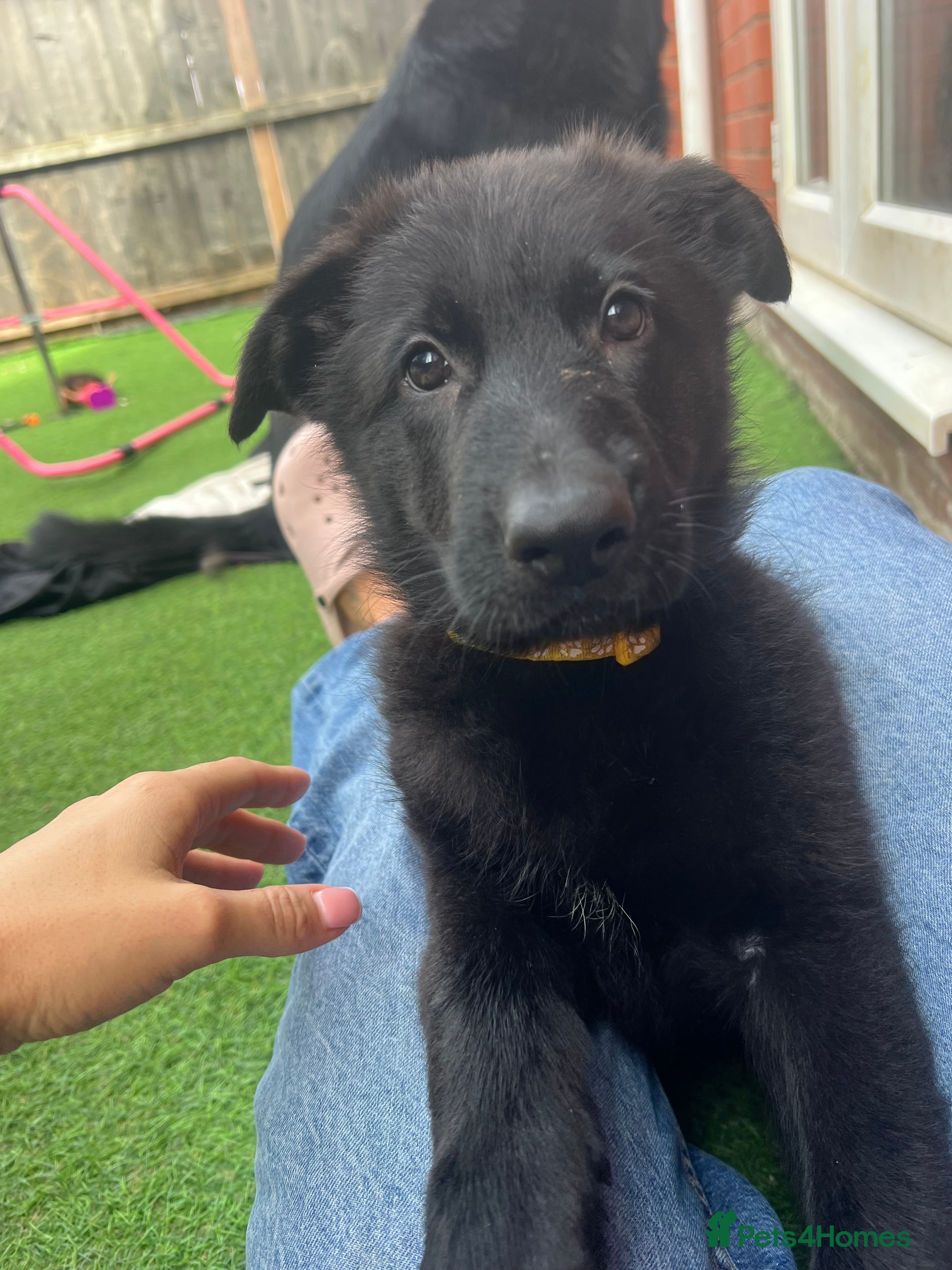 German Shepherd dogs Ready to go !! Female German sheppard puppies  - Advert 2