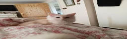 Maine Coon cats for sale: Ready now male champagne full mainecoon kittens  - Advert 6
