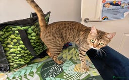 Bengal cats for sale: Half bengal female cat - Image 5