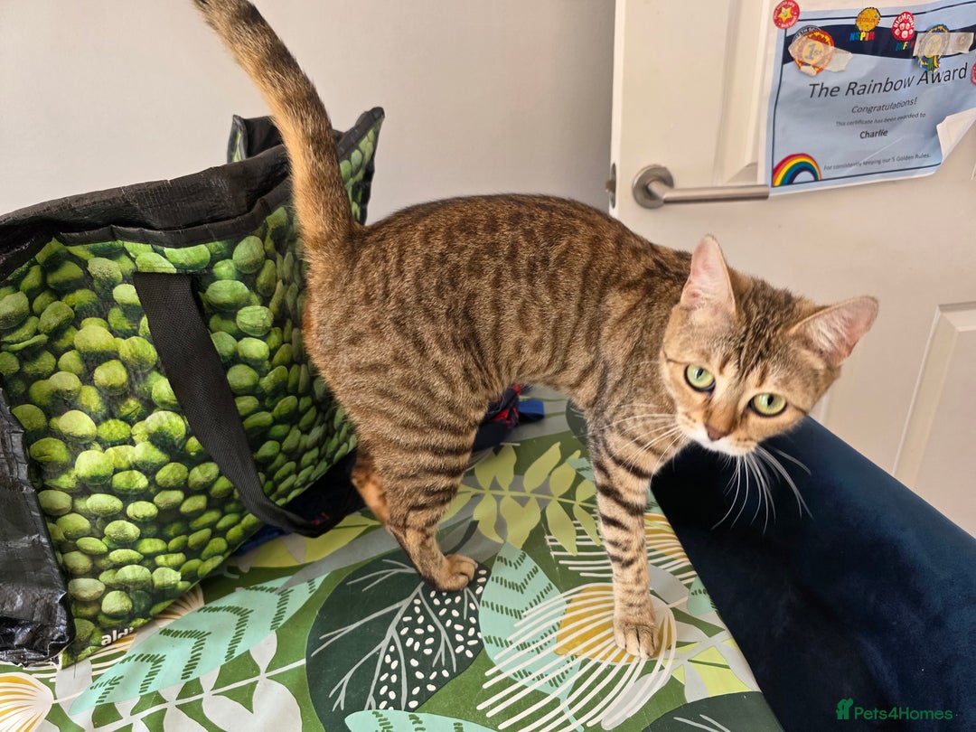 Bengal cats for sale: Half bengal female cat - Image 5
