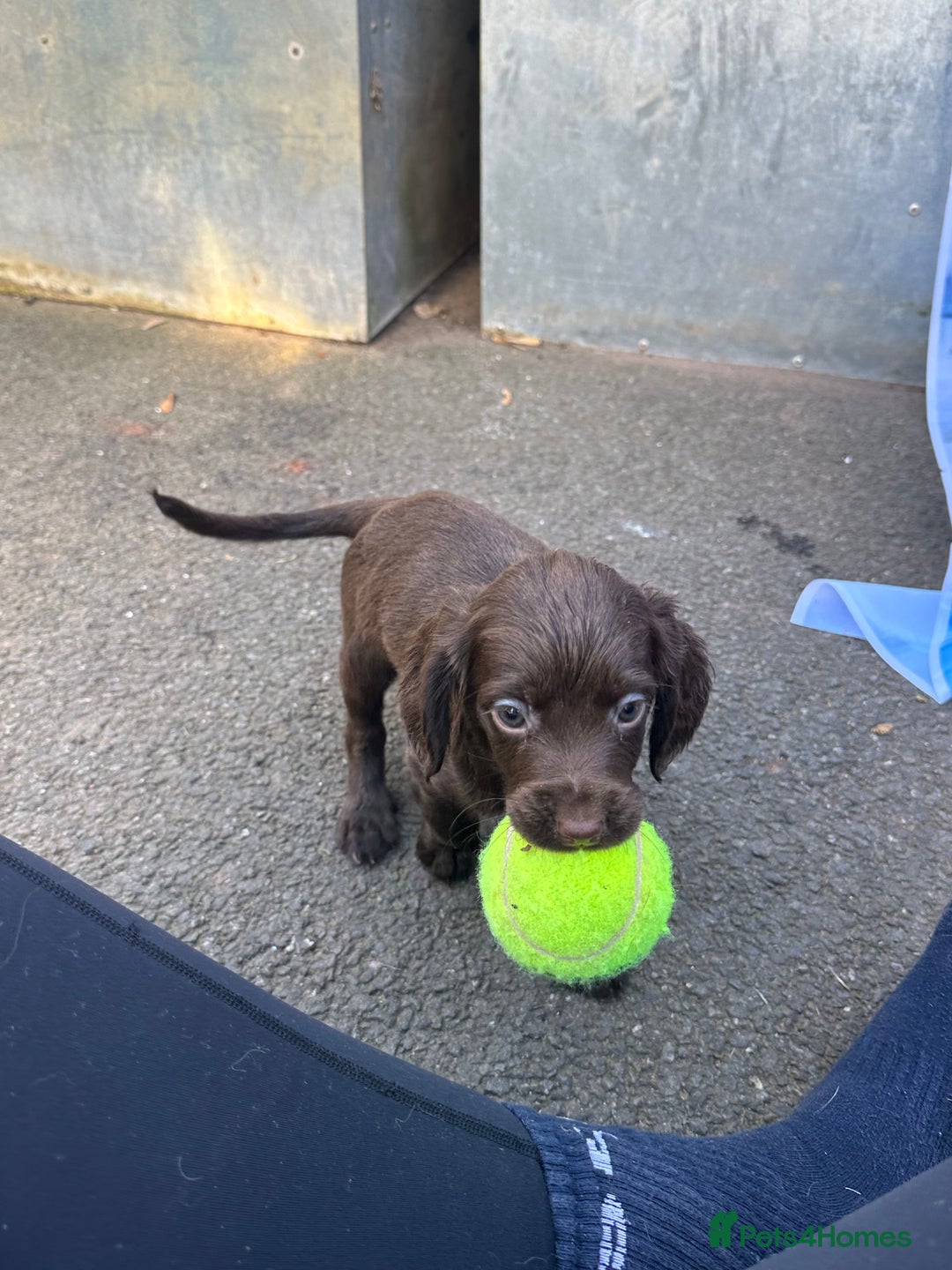 Cocker Spaniel dogs for sale: Kc registered cocker spaniels - Image 17