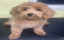Toy Poodle dogs for sale: Little boy - Image 6
