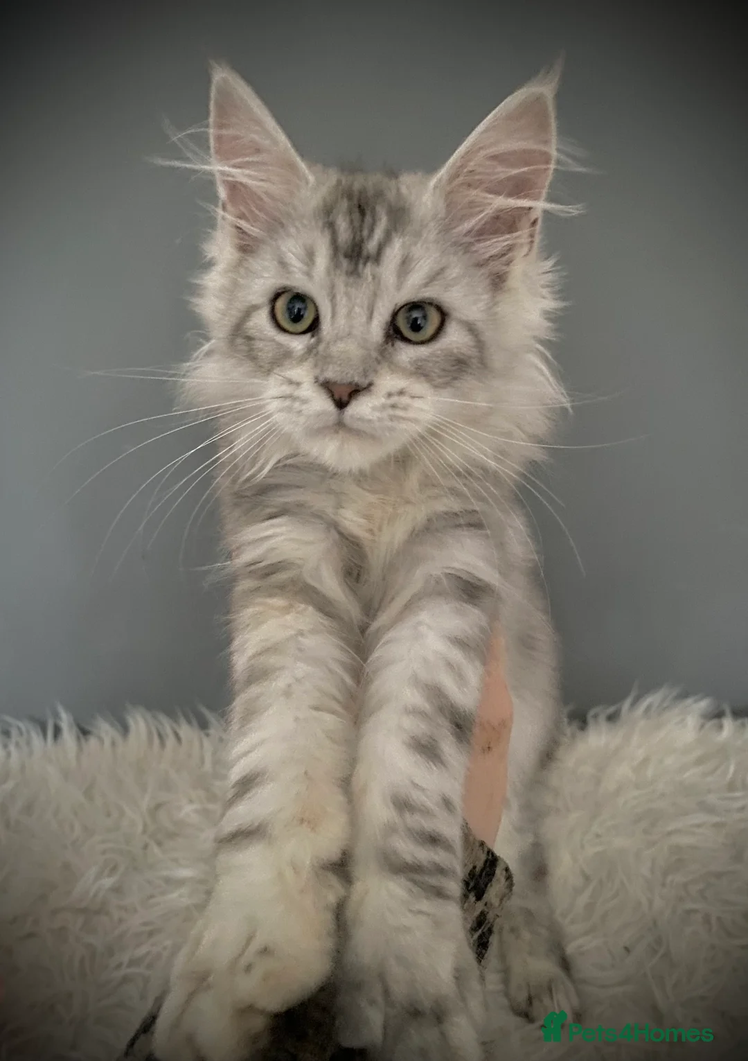 Maine Coon cats for sale: Full Maine Coon 16 wk kittens Large Russian lines - Advert 6