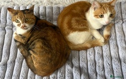British Shorthair cats for sale: 2 beautiful one year old cats - Image 1
