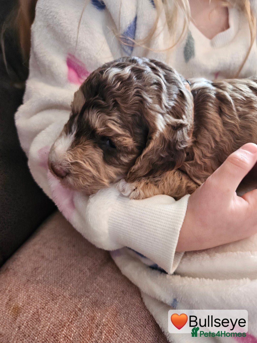 Cockapoo dogs for sale: F3b Cockapoo Puppies – DNA health tested - Advert 7