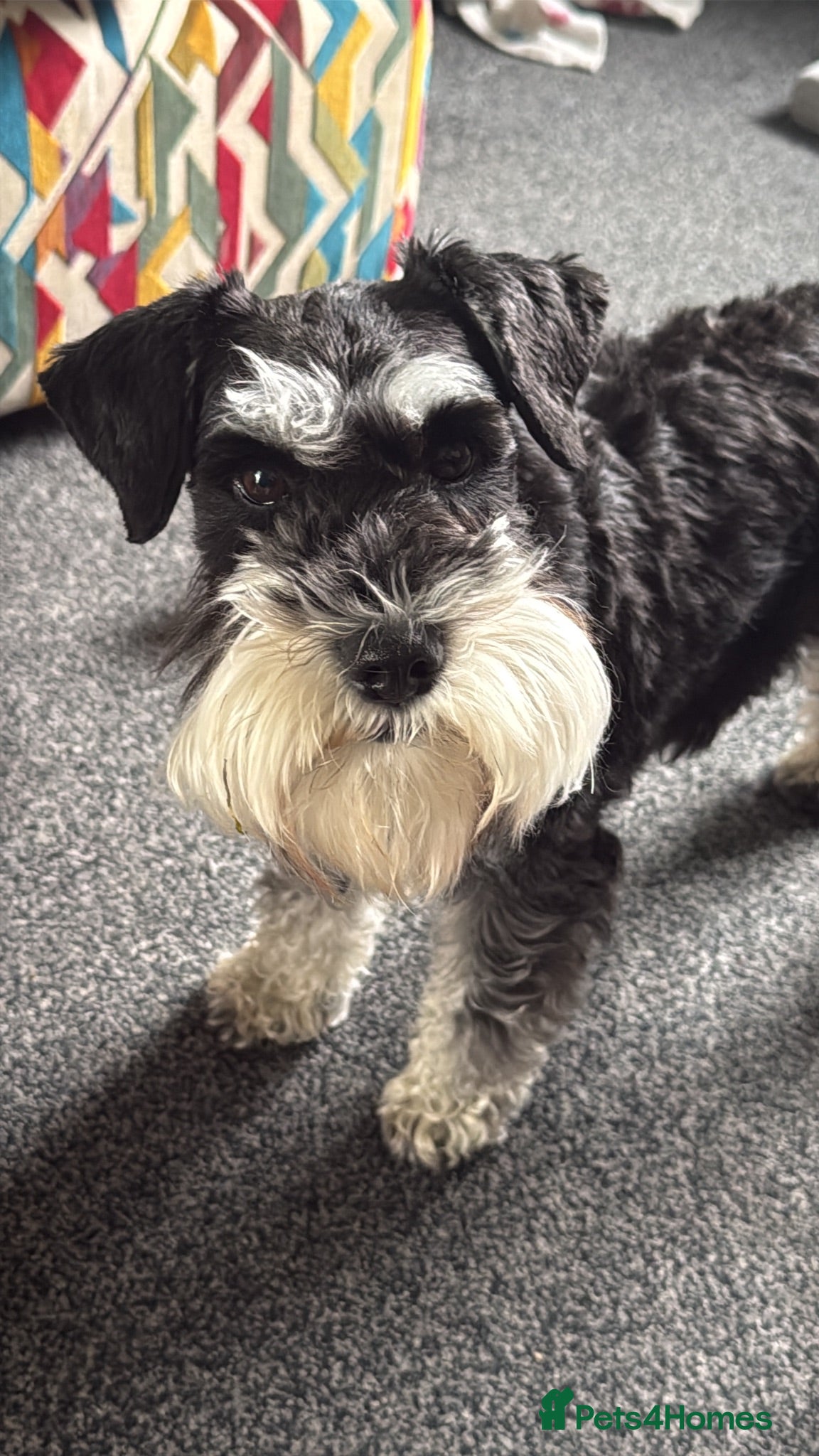 Miniature Schnauzer dogs KC MS due in a few weeks  - Advert 1