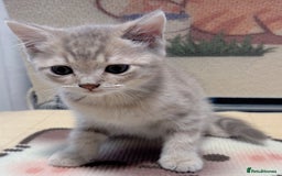 British Longhair cats for sale: Beautiful and Playful kittens - Image 2