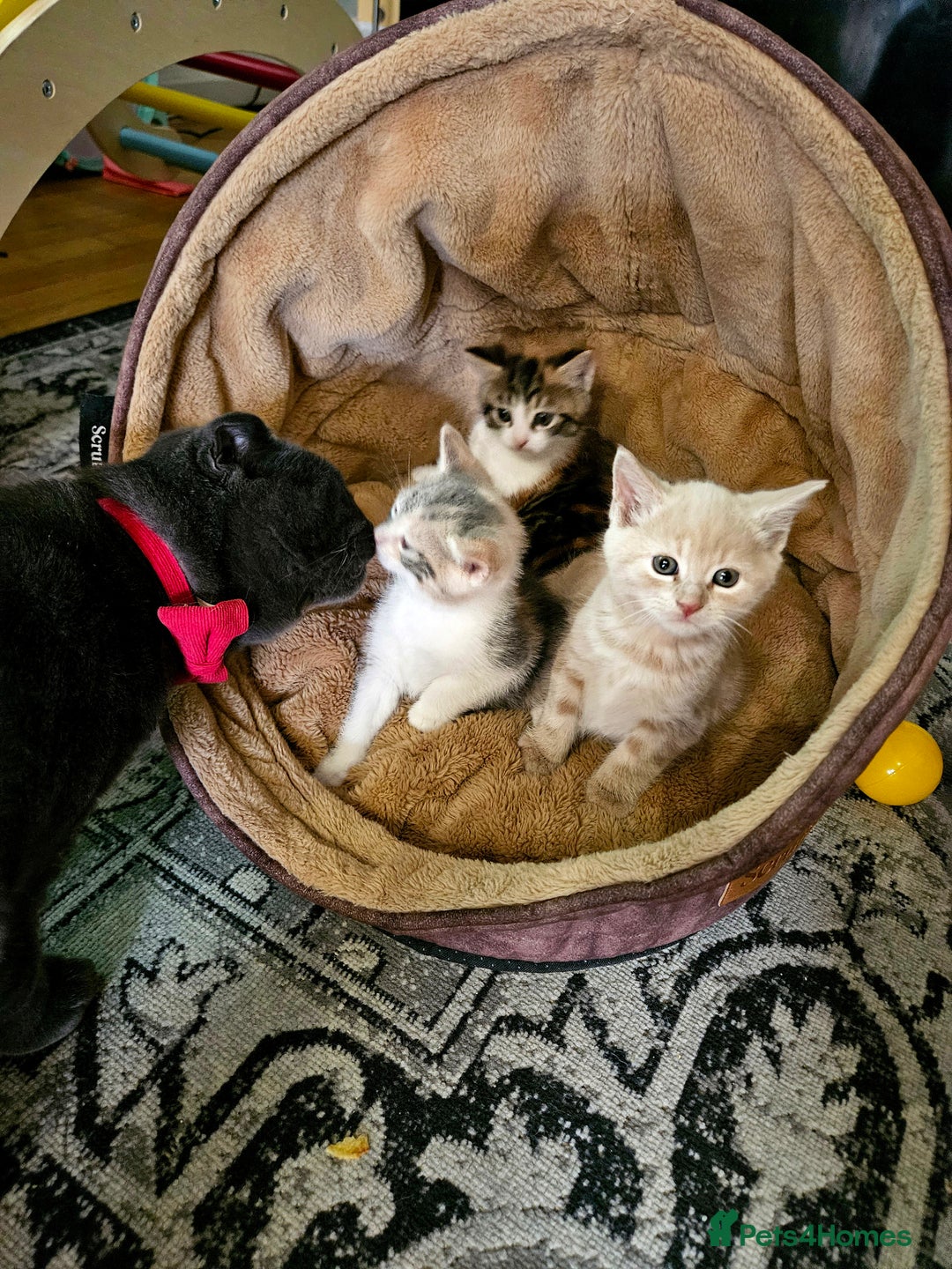 Mixed Breed cats for sale: Cute babies!😸😸😸 - Advert 2