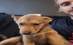 Siberian Husky dogs for sale: Price negotiable, Husky mix - Image 3