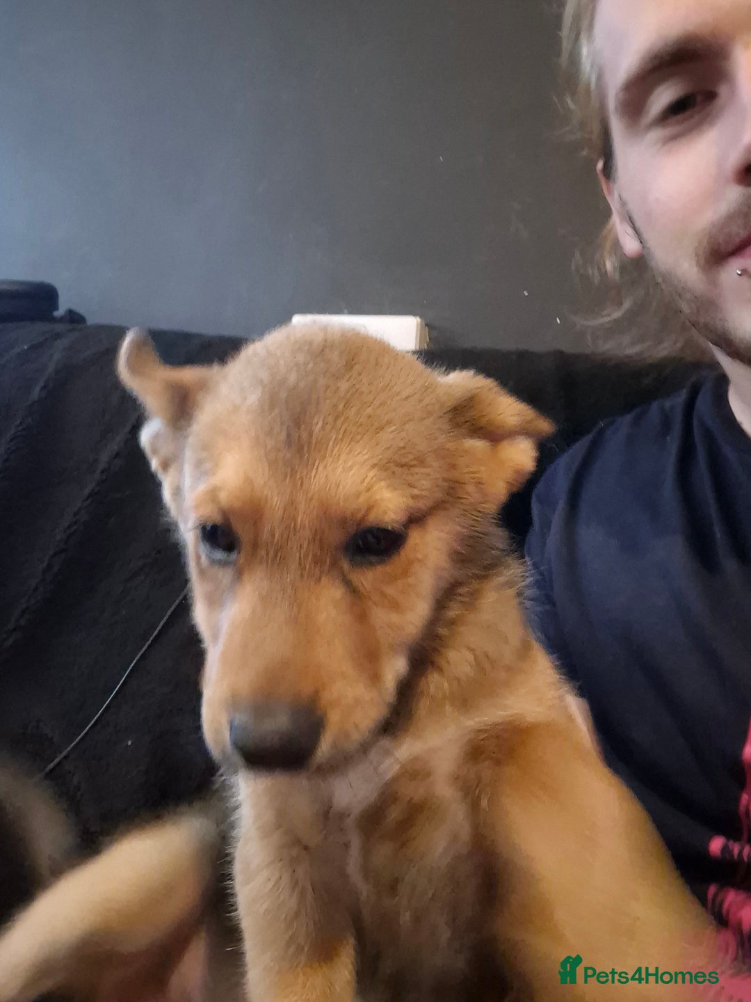 Siberian Husky dogs for sale: Price negotiable, Husky mix - Image 3