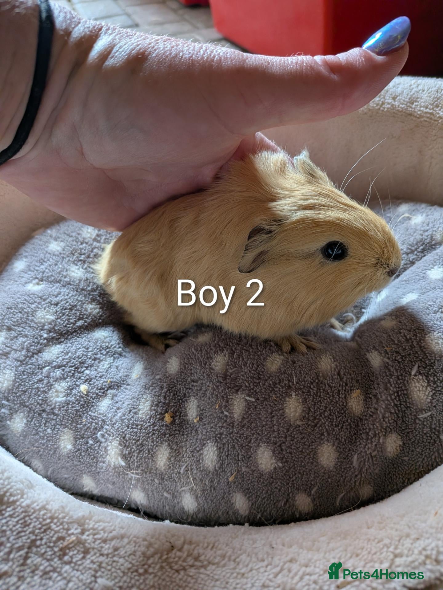 Guinea Pig rodents Baby boy and girl guinea pigs ready now - Advert 11