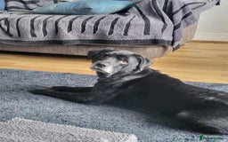 Mixed Breed dogs for adoption: FLASH IS A TRUE GENTLEMAN 6YRS OLD LAB X STAFFY - Image 2