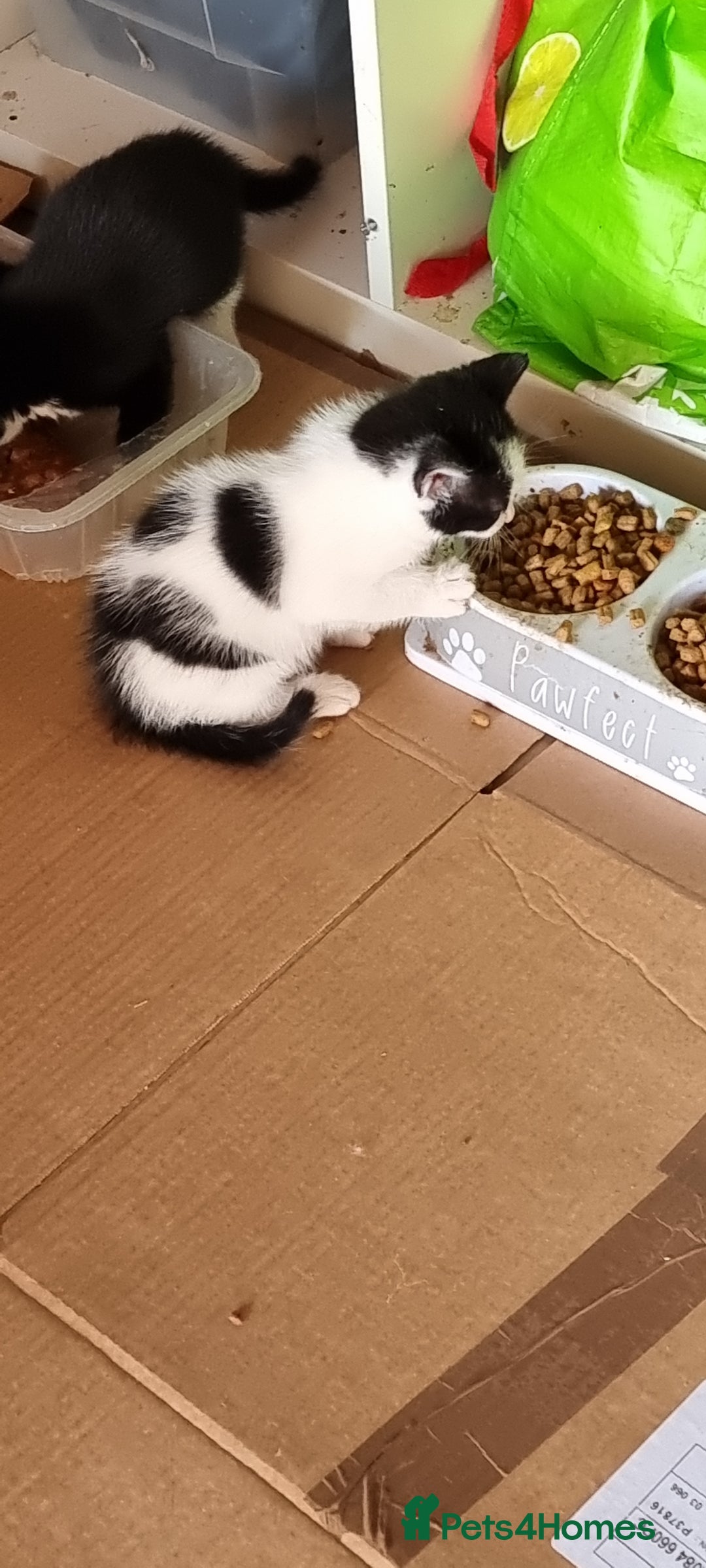 Domestic Shorthair cats for sale: kitten to sell  in Wolverhampton - Image 3