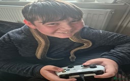 Python Snake reptiles for sale: Royal python very tame with setup - Image 1