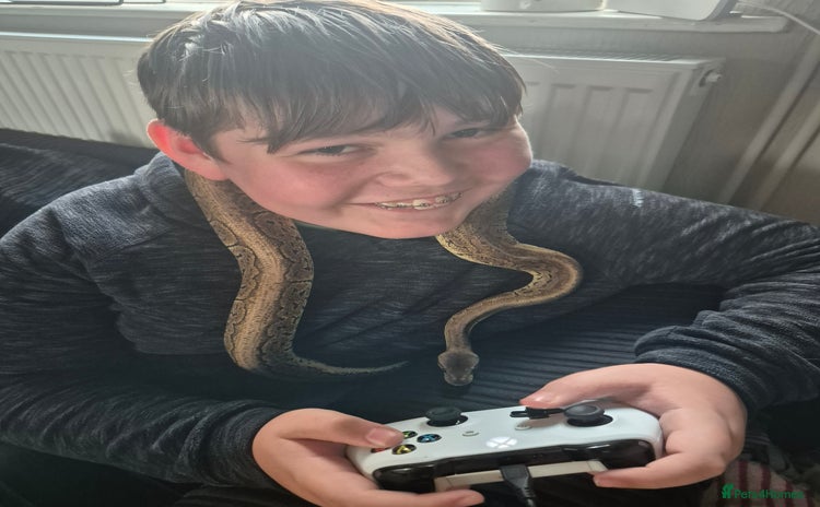 Python Snake reptiles - Advert 1