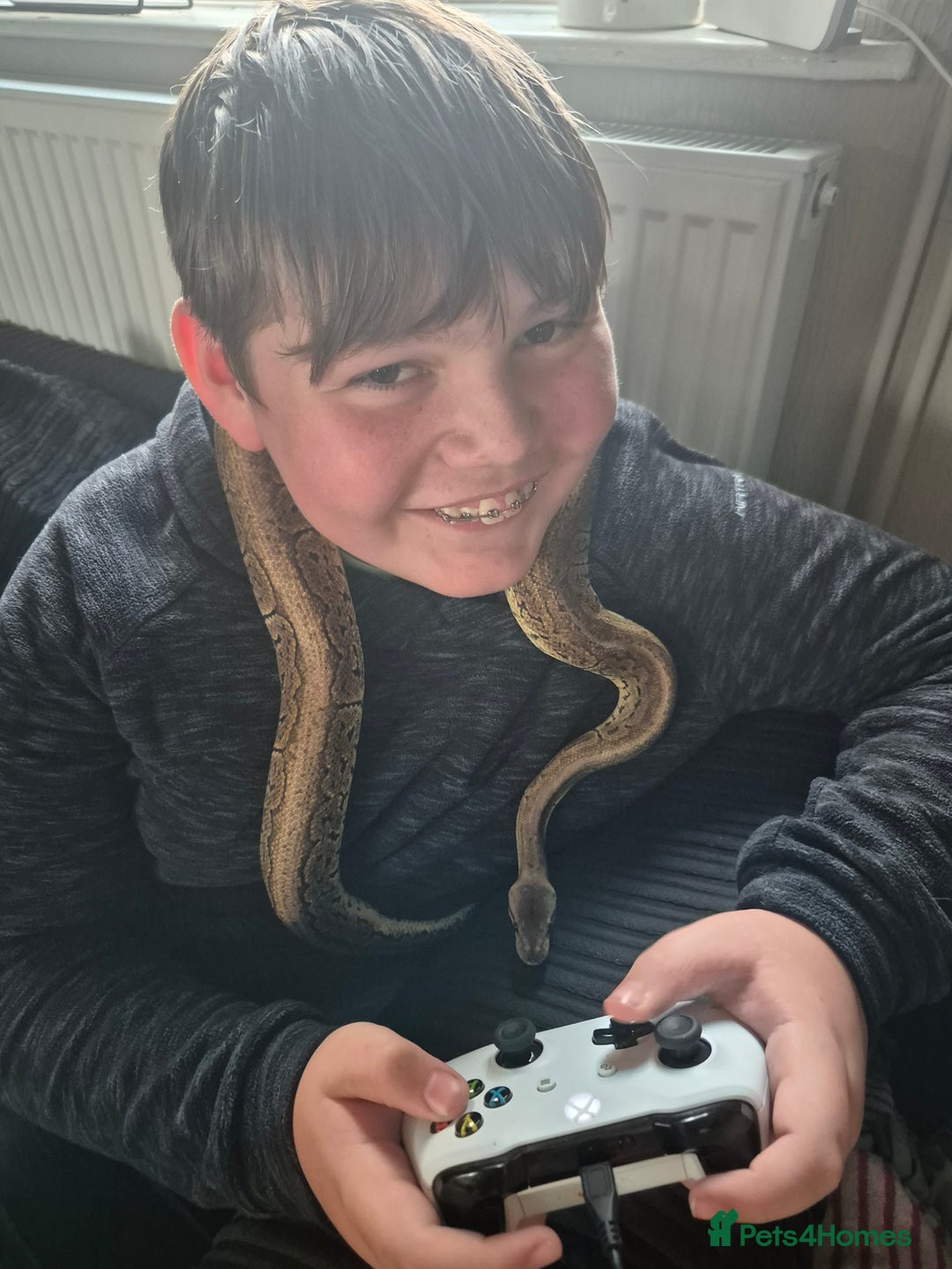 Python Snake reptiles for sale: Royal python very tame with setup - Image 1