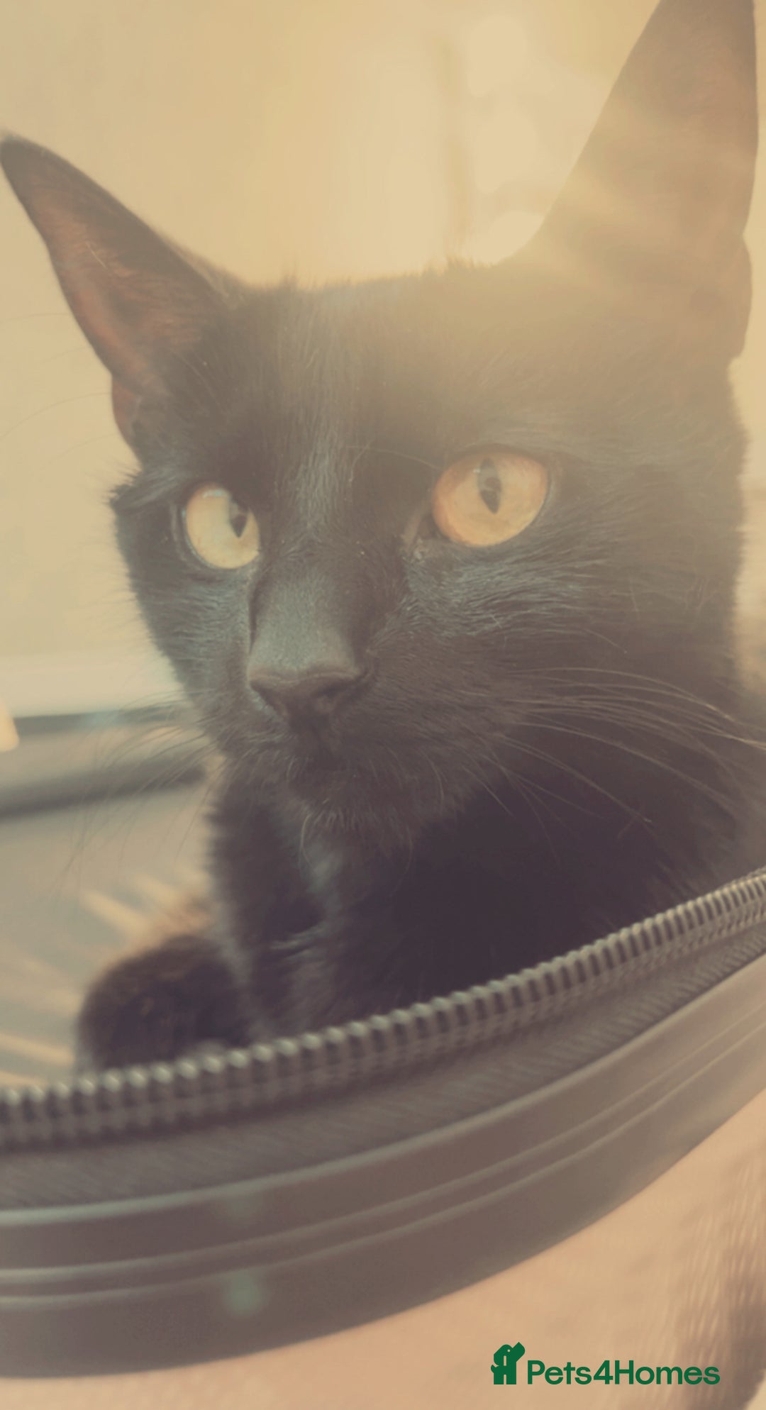 Domestic Shorthair cats for sale: Tallulah  - Image 2