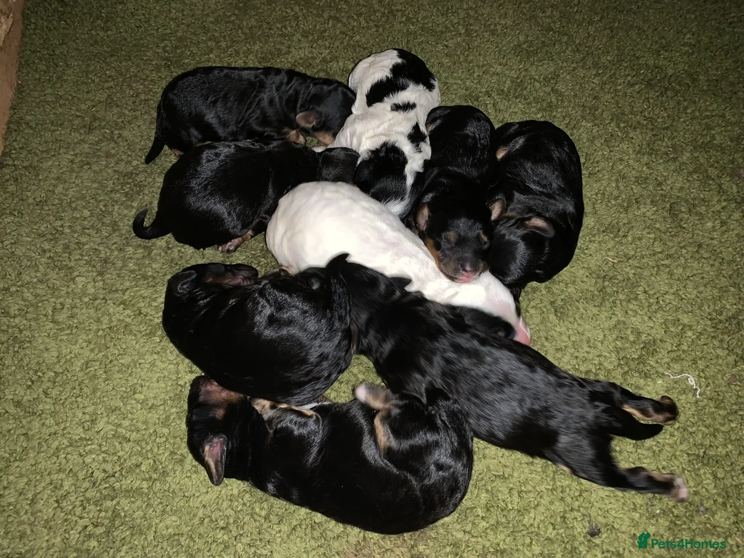 Toy Poodle dogs for stud: Toy poodle available for stud  in Rowlands Gill - Advert 19