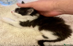 Turkish Angora cats for sale: Turkish angora kitten  - Image 8