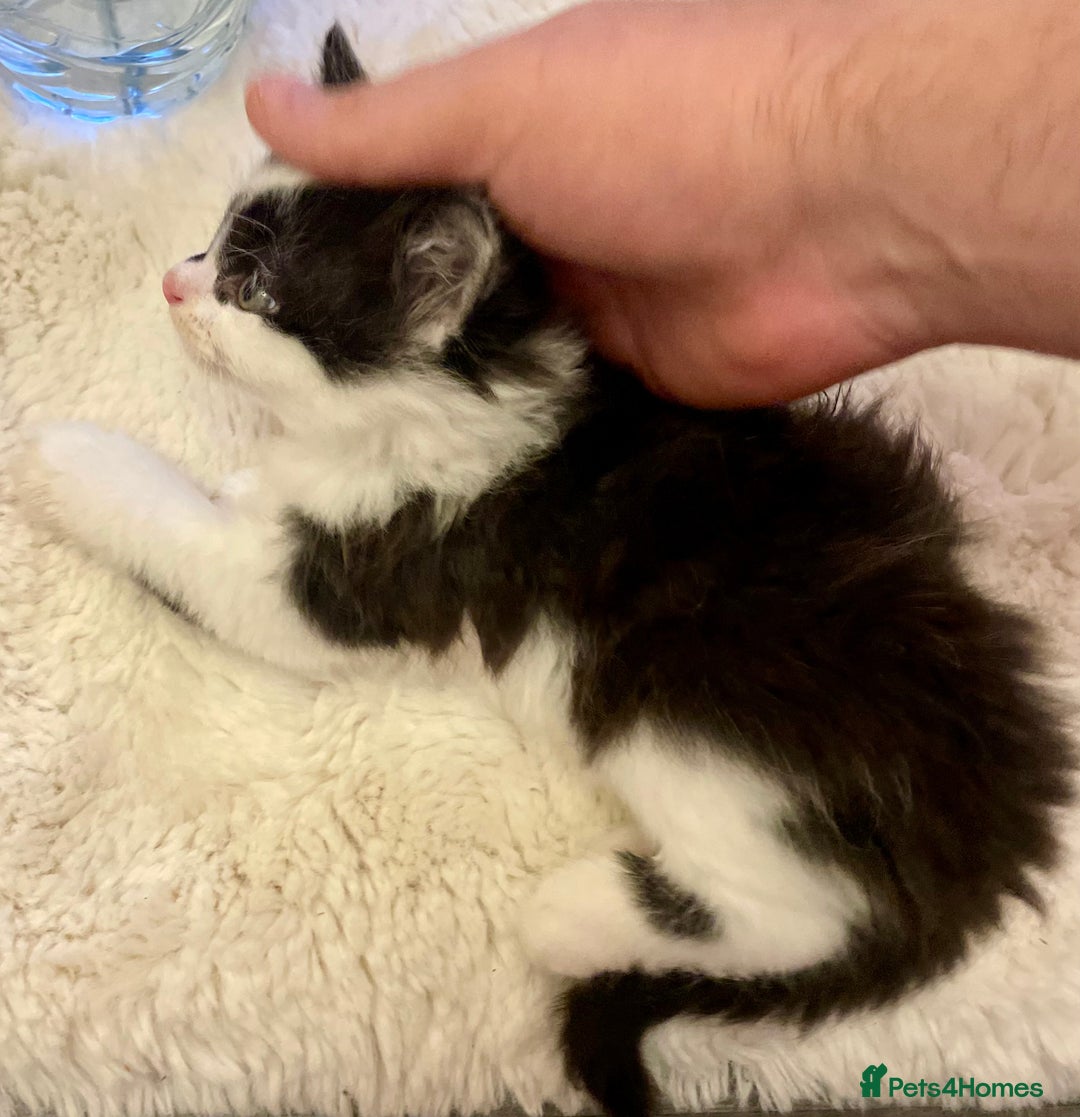Turkish Angora cats for sale: Turkish angora kitten  - Image 8
