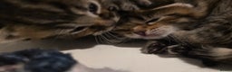 Mixed Breed cats for sale: Long haired tabby kittens.  - Advert 13