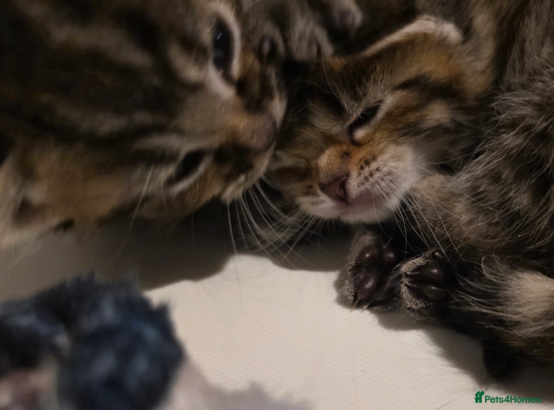 Mixed Breed cats for sale: Long haired tabby kittens.  - Advert 13