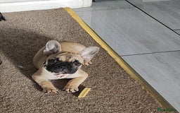 French Bulldog dogs for sale: French bulldog puppy  - Image 1