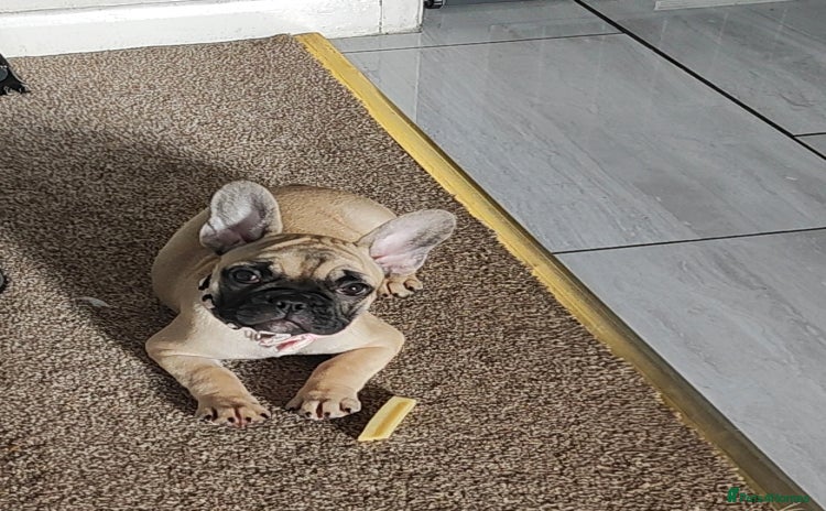 French Bulldog dogs - Advert 1