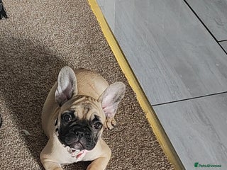 French Bulldog dogs - Advert 6