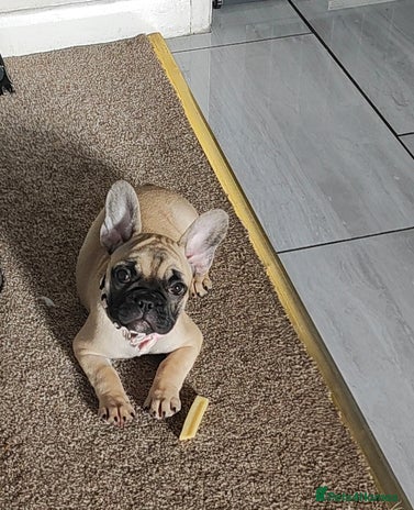 French Bulldog dogs - Advert 4