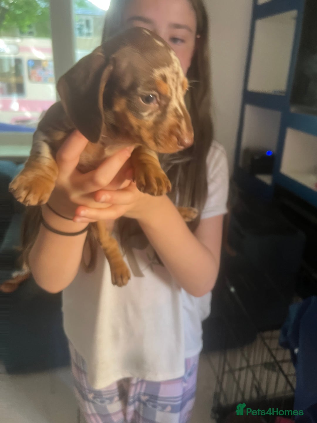 Miniature Dachshund dogs for sale: VIEW NOW 2 Beautiful chocolate dapple girls in Dudley - Image 2