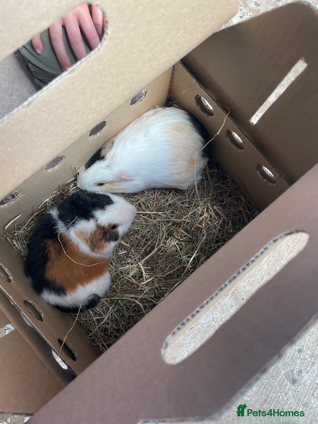 Guinea Pig rodents for sale: 2 bonded male guinea pigs - Advert 12