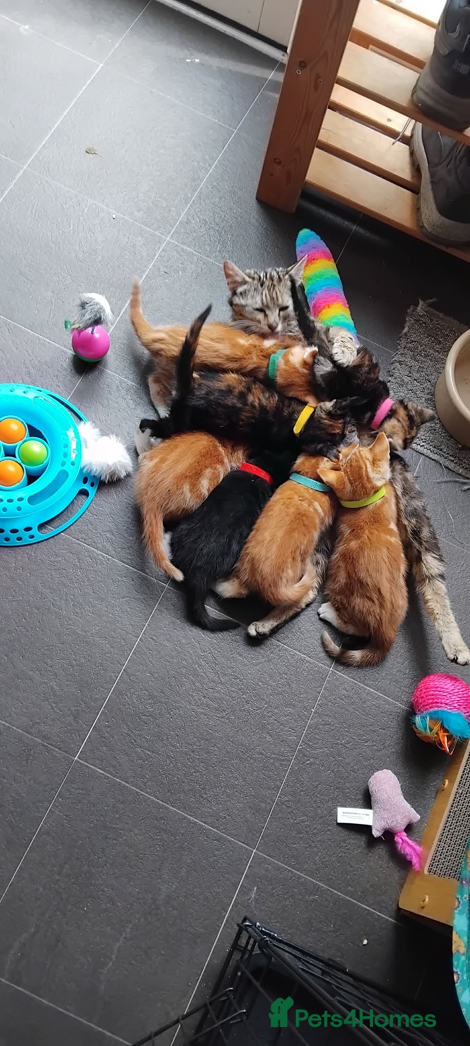 Domestic Shorthair cats Kittens - Advert 1